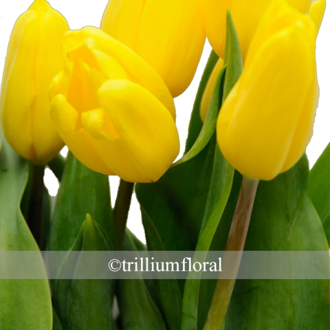 YellowTulip