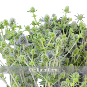 Seaholly
