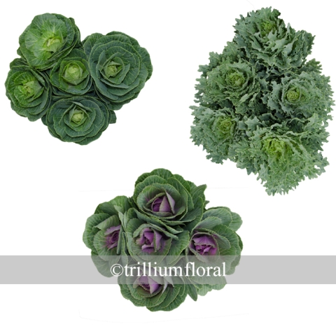 Kale-Ornamental