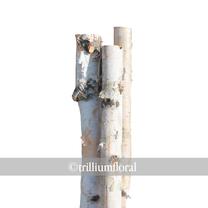 Birch Poles