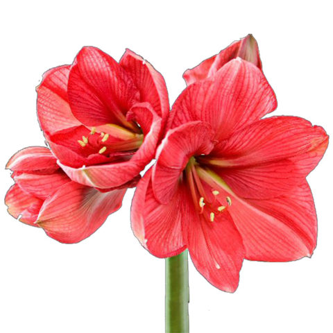 Amaryllis