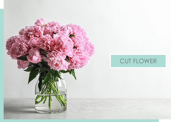 CUT FLOWER