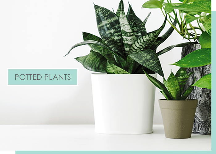 POTTED PLANTS