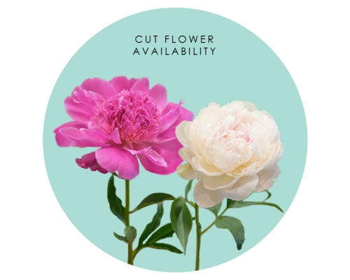 Cut Flower Availability