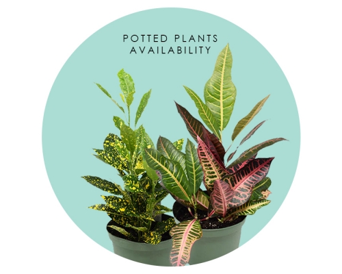 Potted Plant Availability