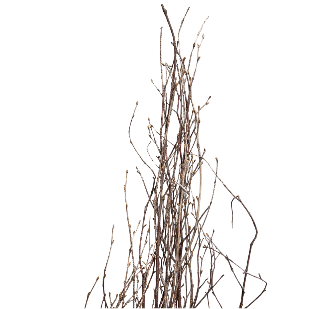 Birch Natural