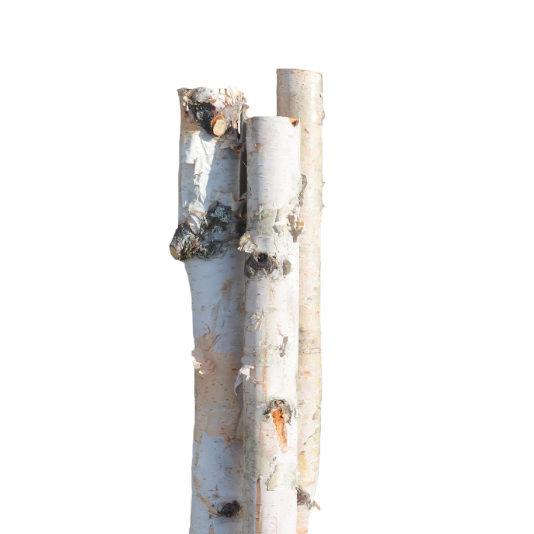 Birch Poles