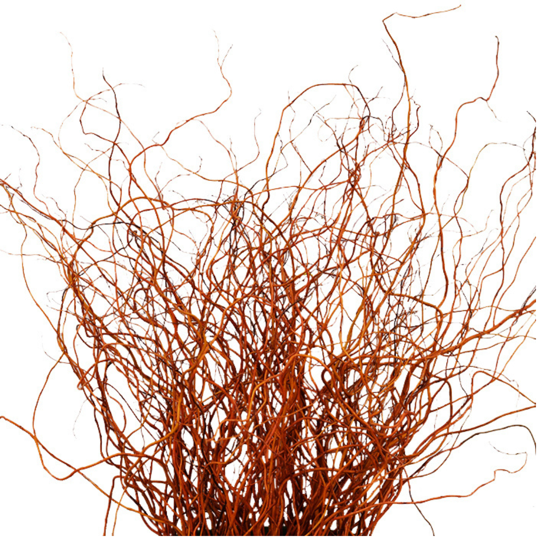Curly Willow - Red