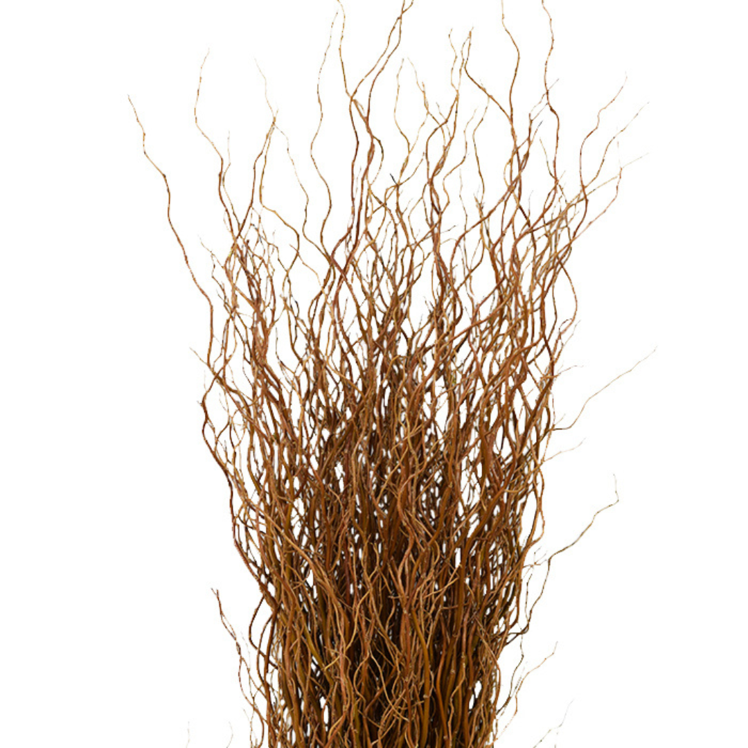 Curly Willow - Orange