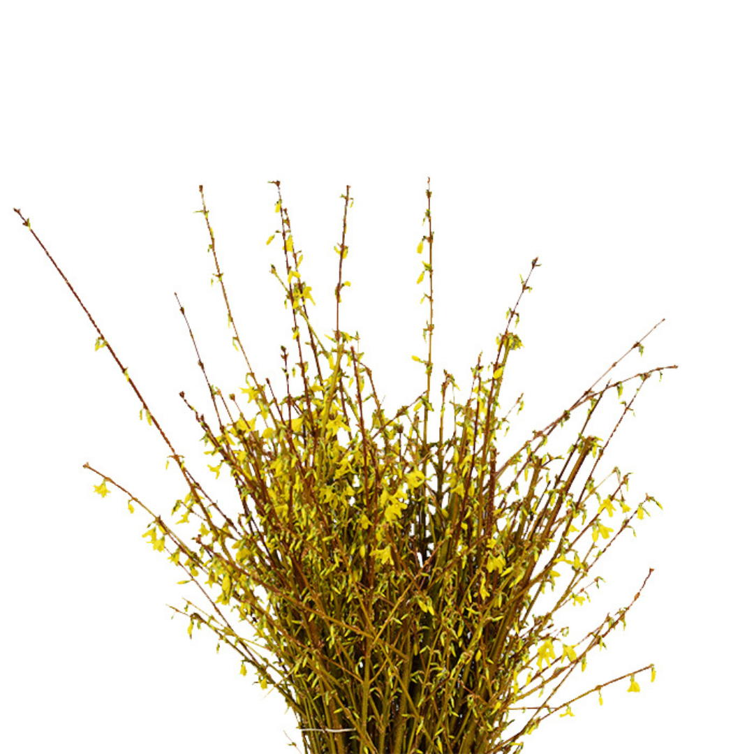 Forsythia