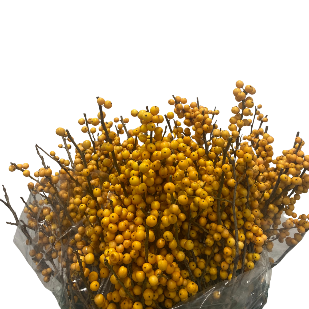 Gold Ilex Berries
