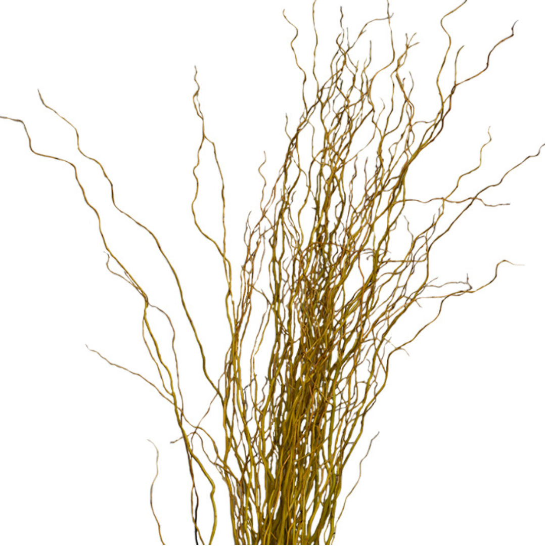 Curly Willow - Yellow