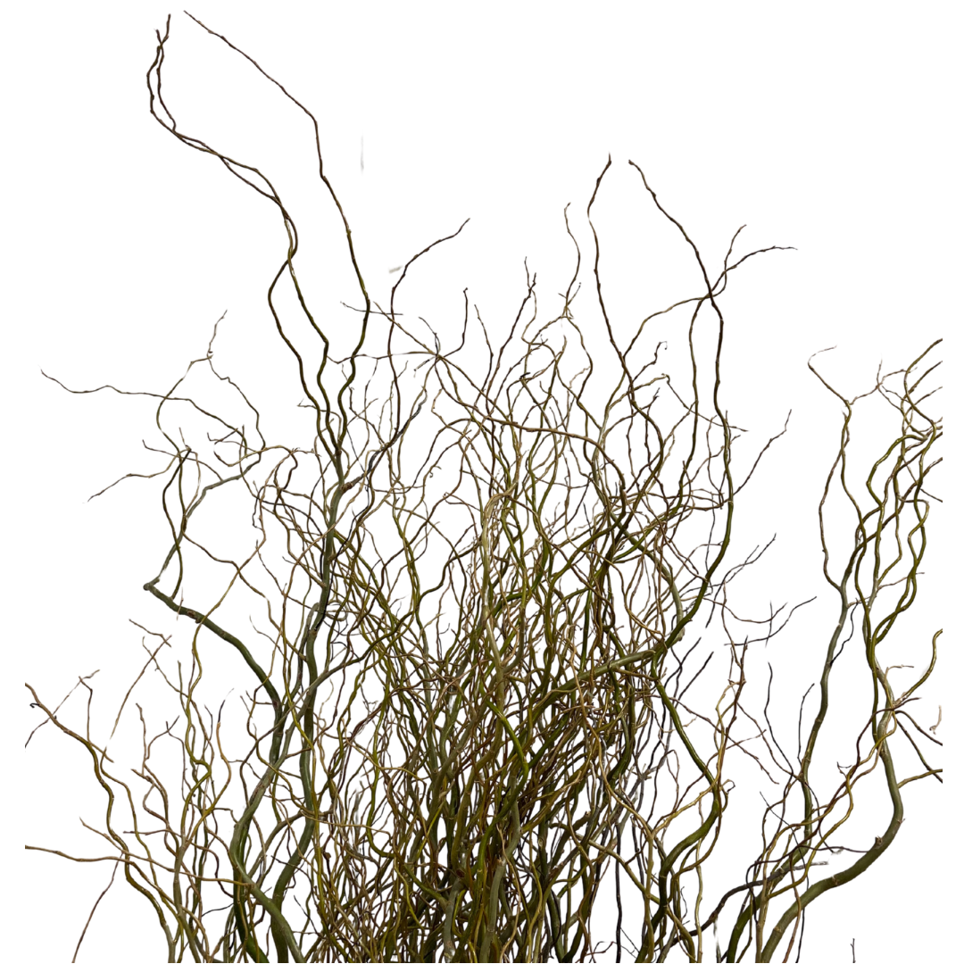 Curly Willow - Green