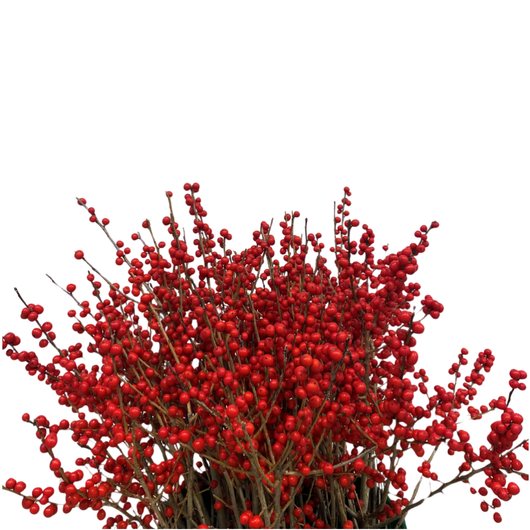 Premium Red Ilex Berries