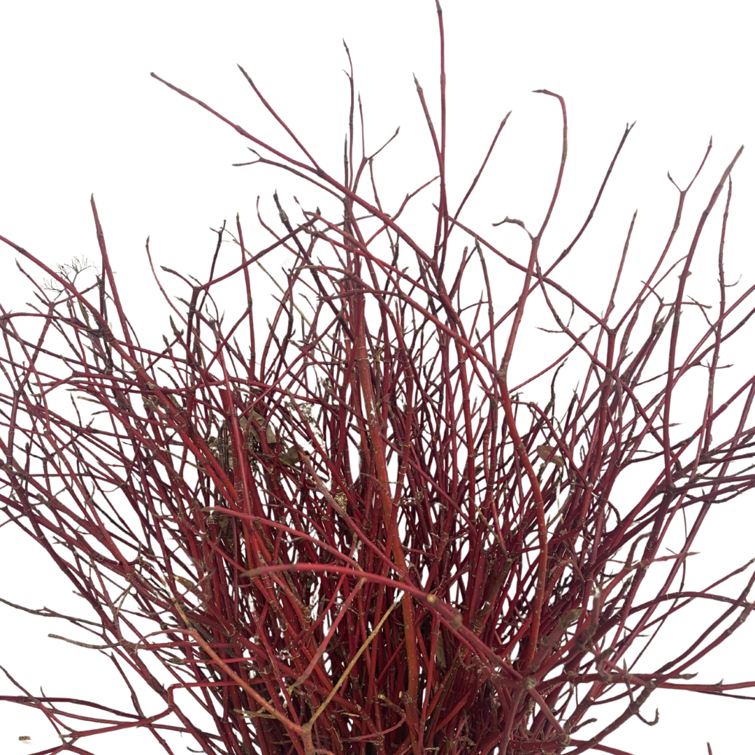 Dogwood - Red Branched