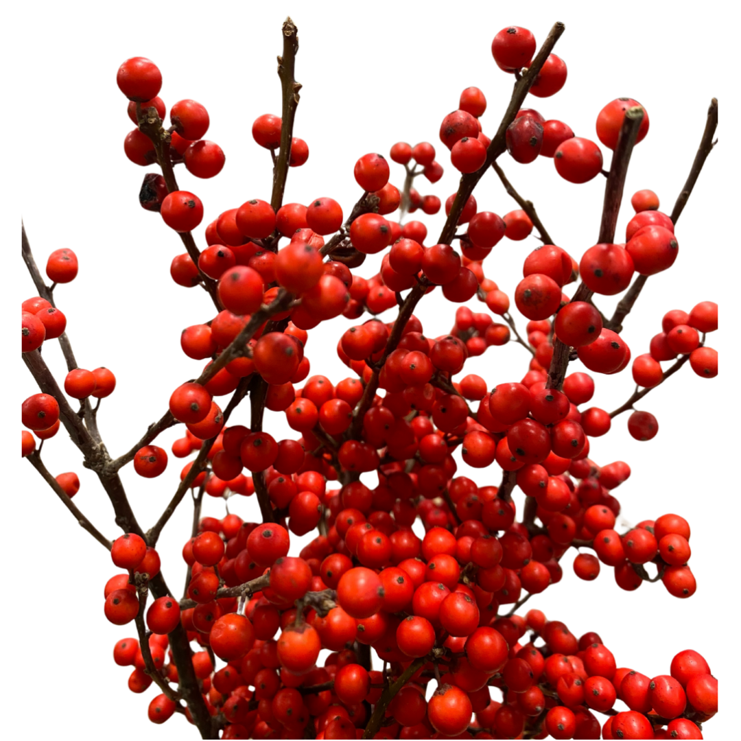 Ilex Berries - Red