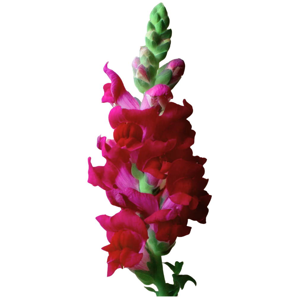 Red Snapdragon