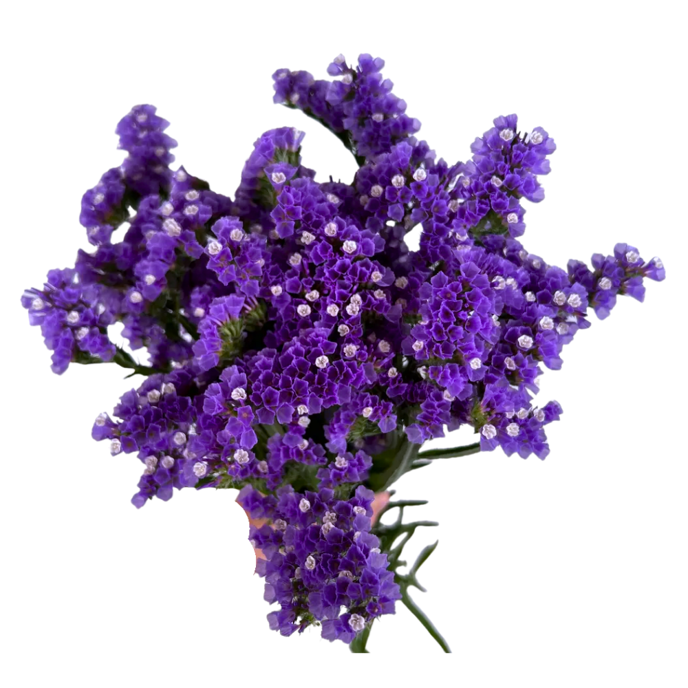 Lavender Statice