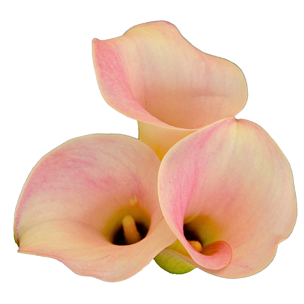 Mini Callas Light Pink