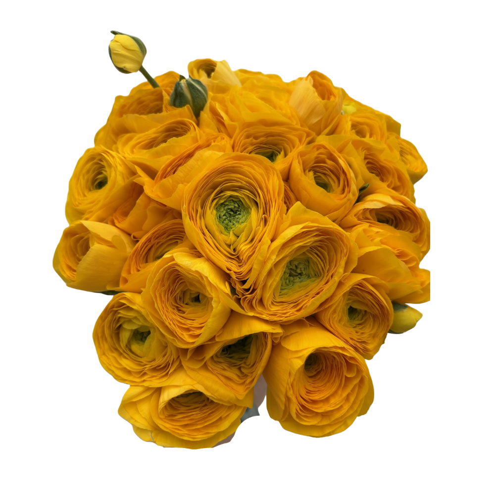 Ranunculus - Yellow