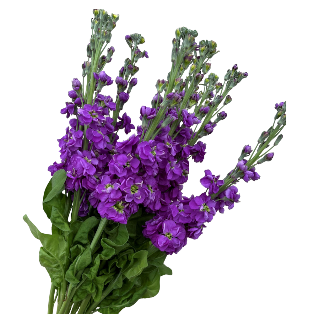 Stock Purple