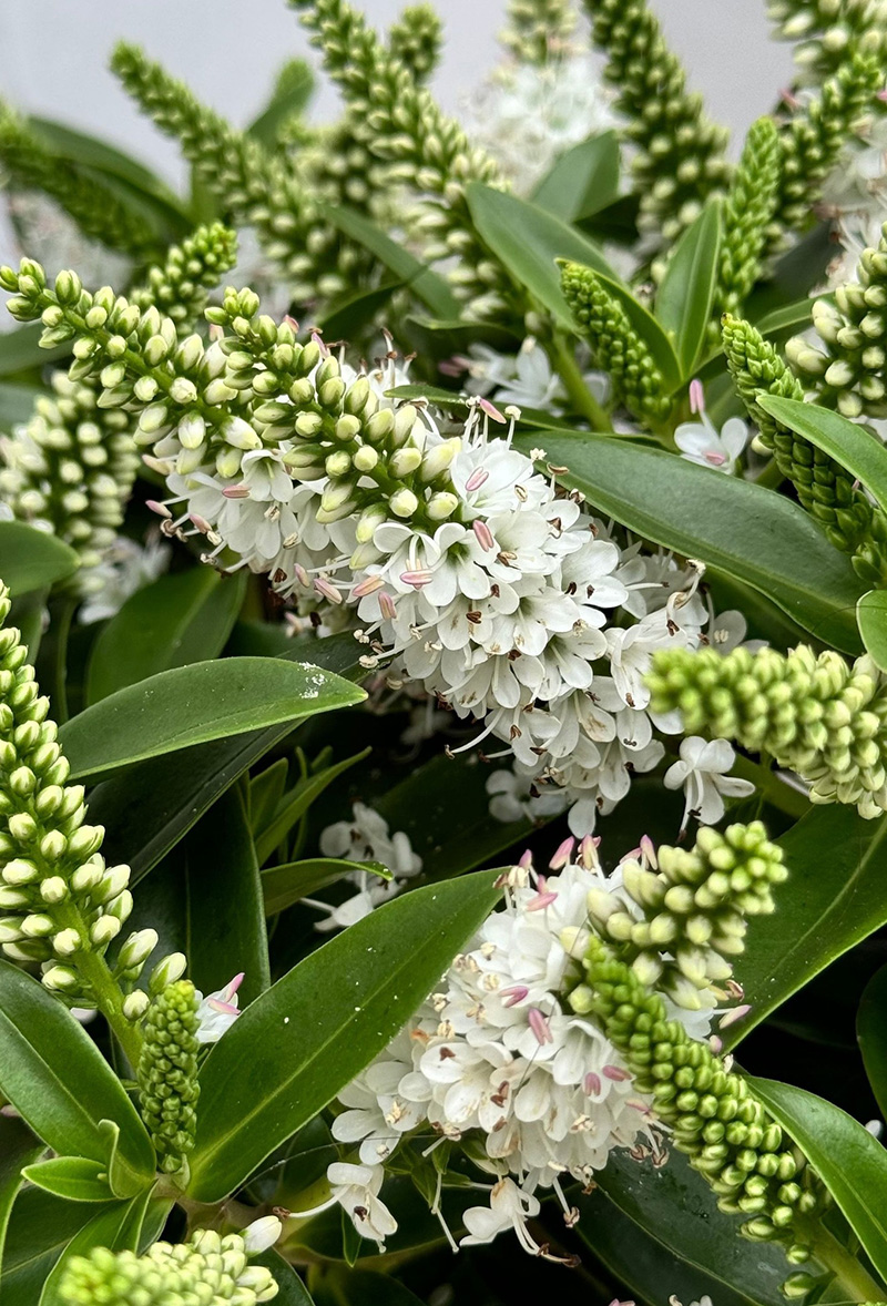 4a