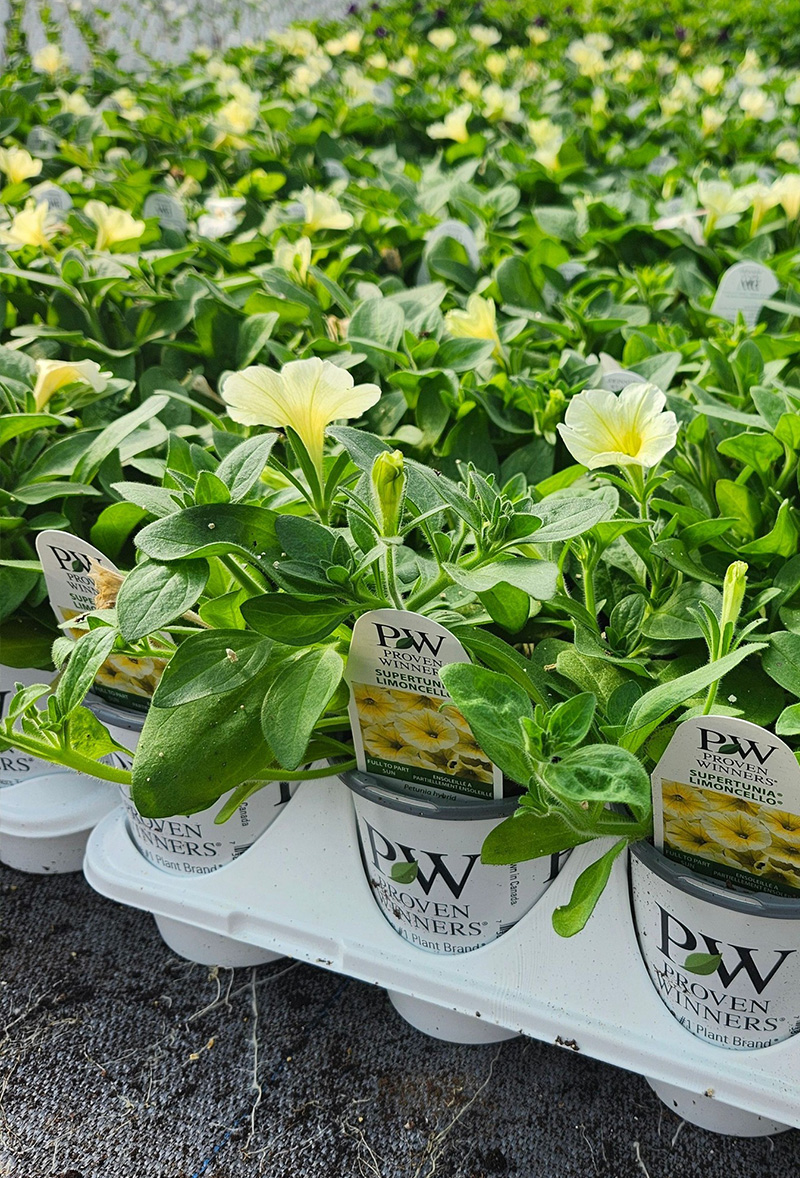 4b