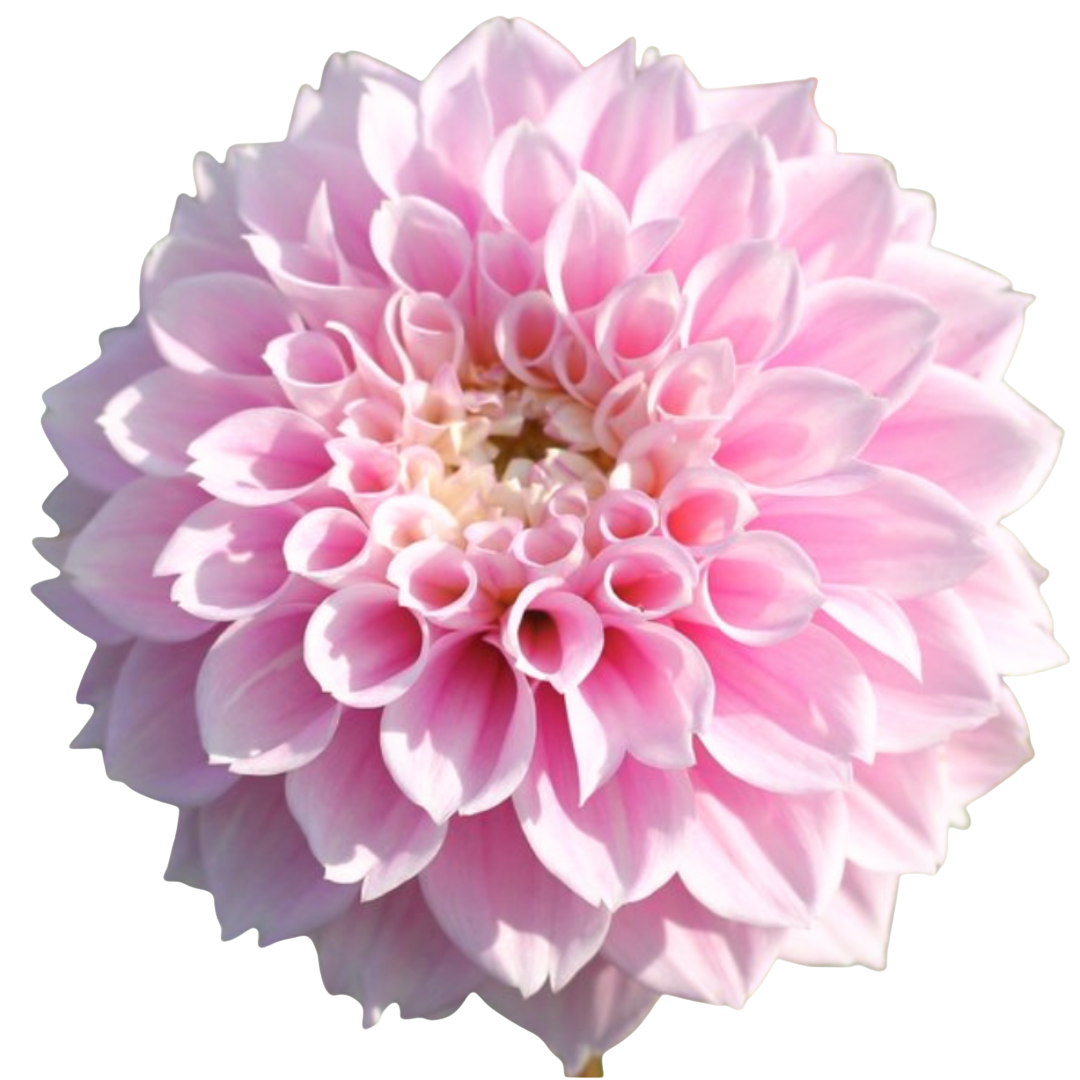 Dark Pink Daisy