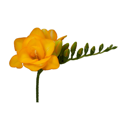 Double Yellow