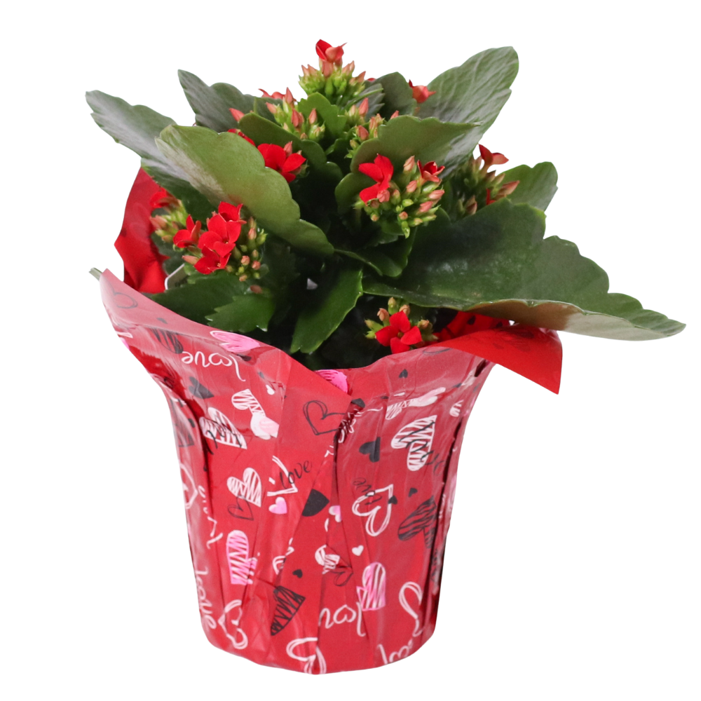 4 KALANCHOES