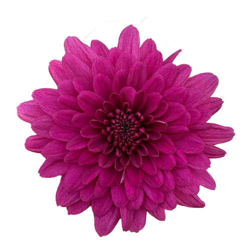 Dark Pink Commercial