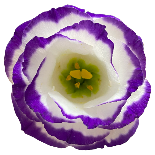Purple RIm Lisianthus