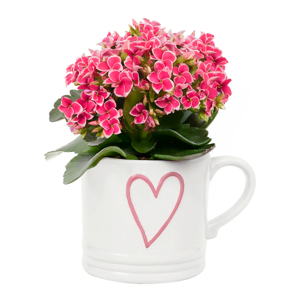 KALANCHOES BICOLOR IN HEART MUG