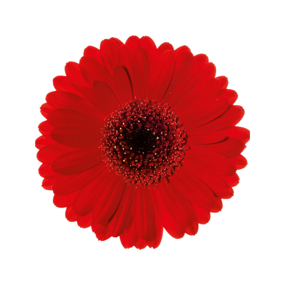 MINI GERBERA RED RUBY, DC