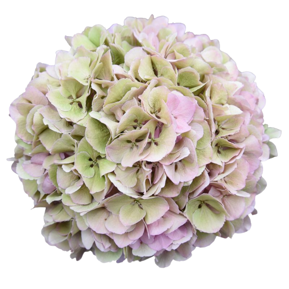 Symphony Pink - 1/2 Classic