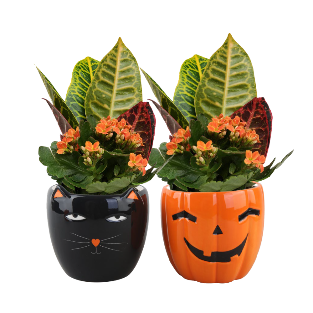 Hocus Pocus Garden